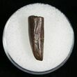 Aublysodon Tooth - South Dakota #5817-1